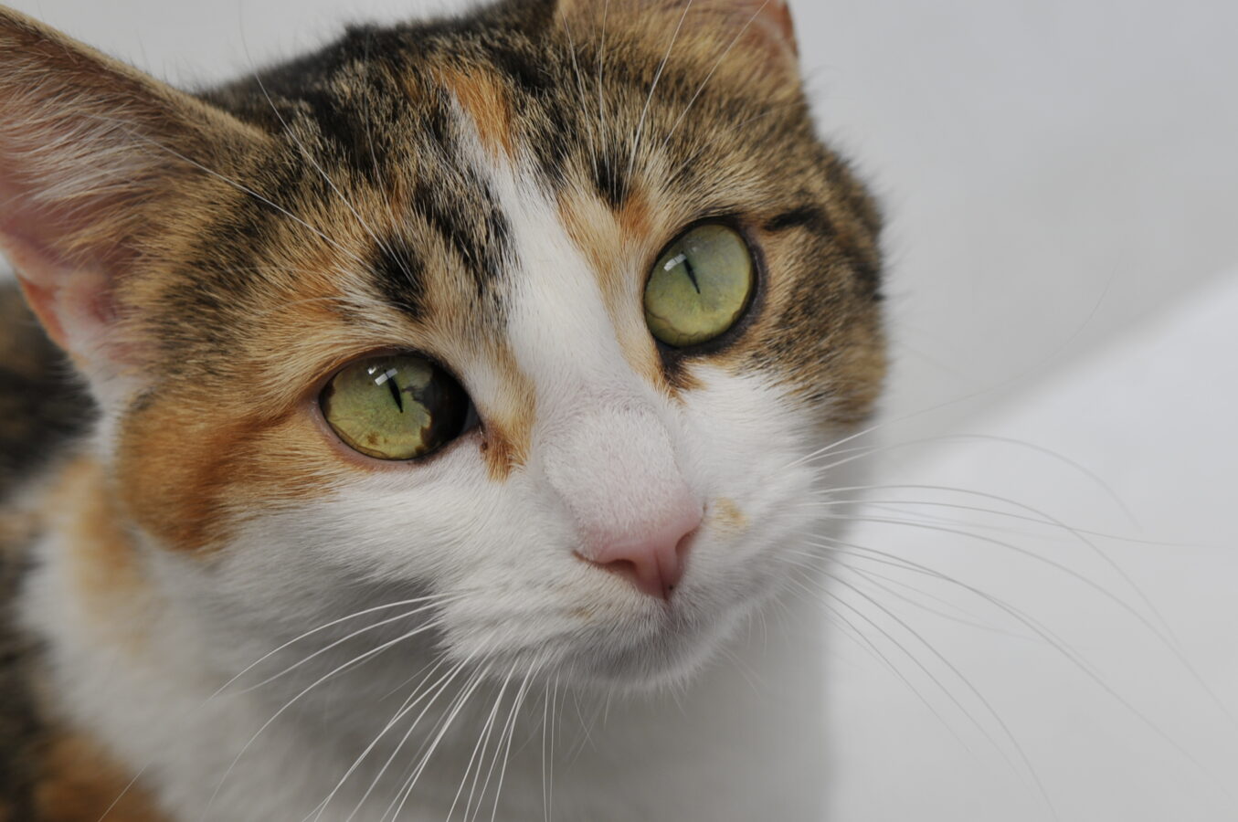 Adopt a Pet Cat & Rabbit Rescue Center