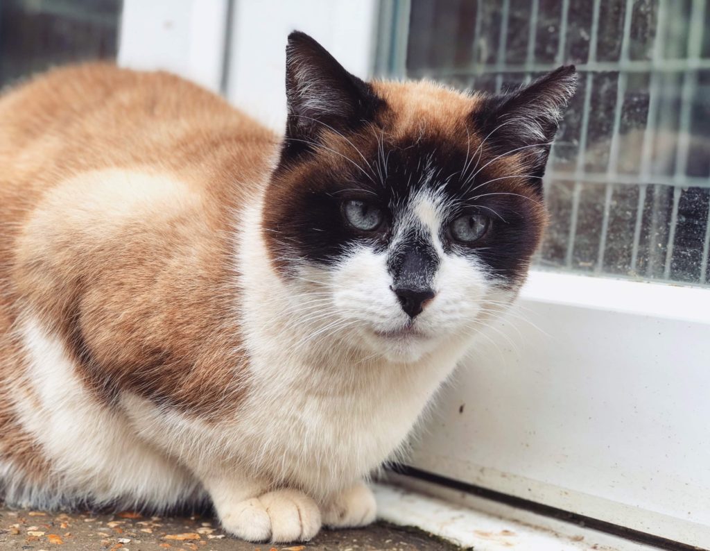 The Cat and Rabbit Rescue Centre - Sponsor Arlo