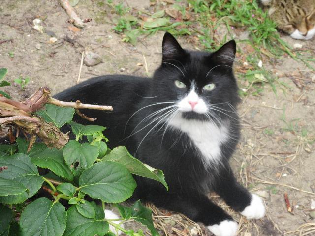 The Cat and Rabbit Rescue Centre - Sponsor Axyl