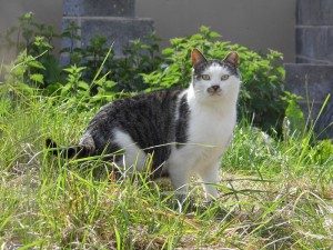 The Cat and Rabbit Rescue Centre - Sponsor Buzz