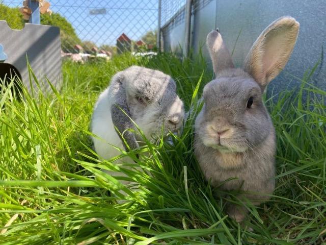 The Cat and Rabbit Rescue Centre - Sponsor Coffee and Florrie