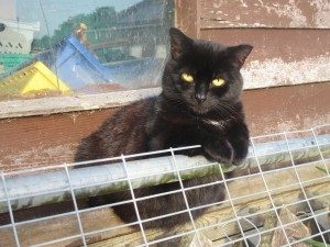 The Cat and Rabbit Rescue Centre - Sponsor Francesca