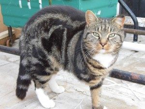 The Cat and Rabbit Rescue Centre - Sponsor Hulk