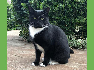 The Cat and Rabbit Rescue Centre - Sponsor Sonic