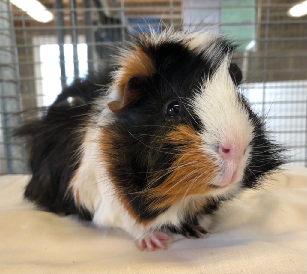 Adopt a Guinea Pig – Cat & Rabbit Rescue Center