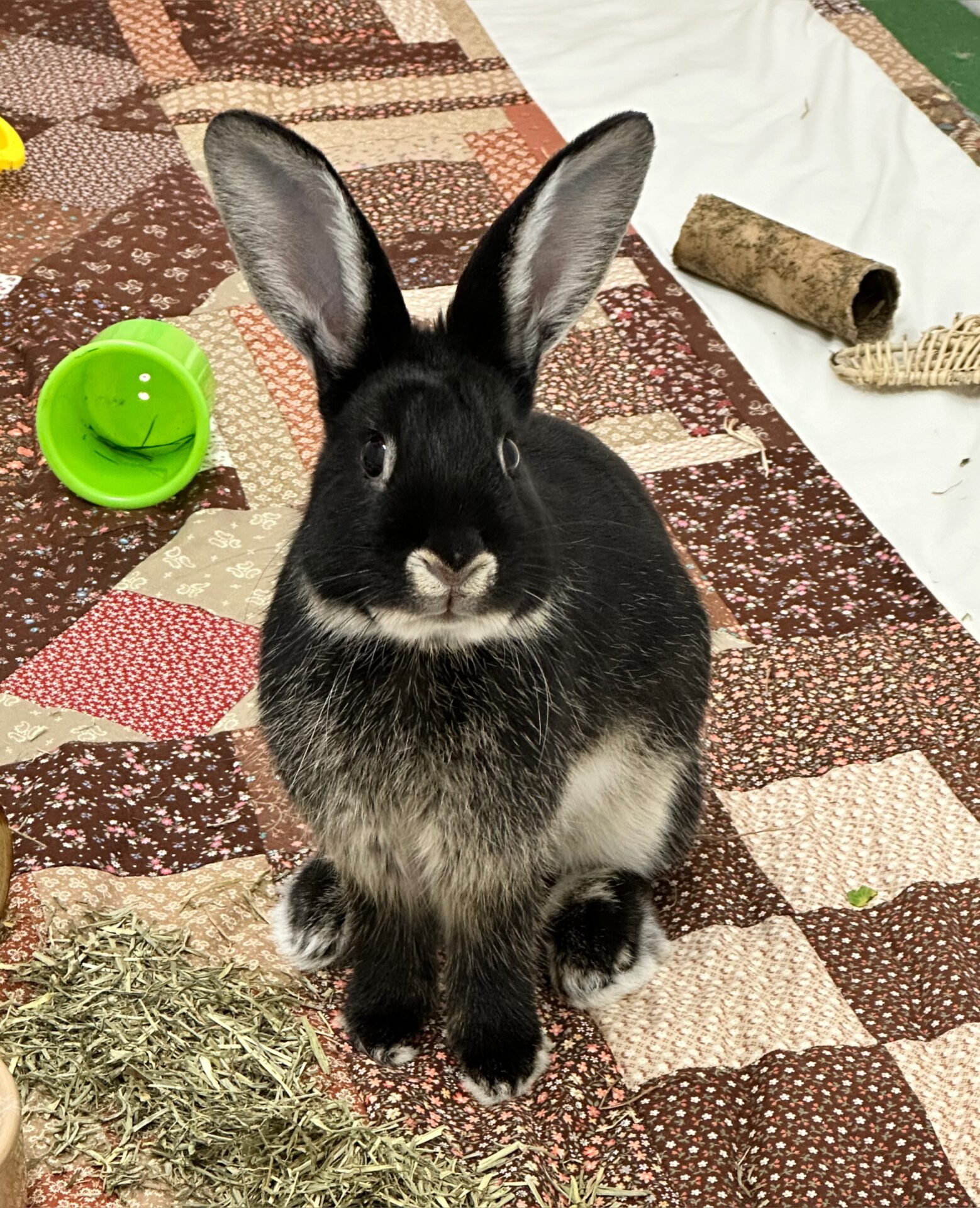 Rabbit rehoming near store me