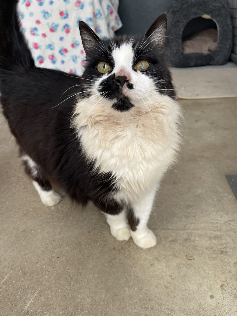 Kiana Cat & Rabbit Rescue Center