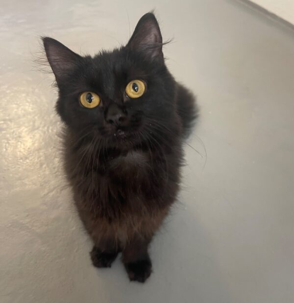 Minnie Cat & Rabbit Rescue Center