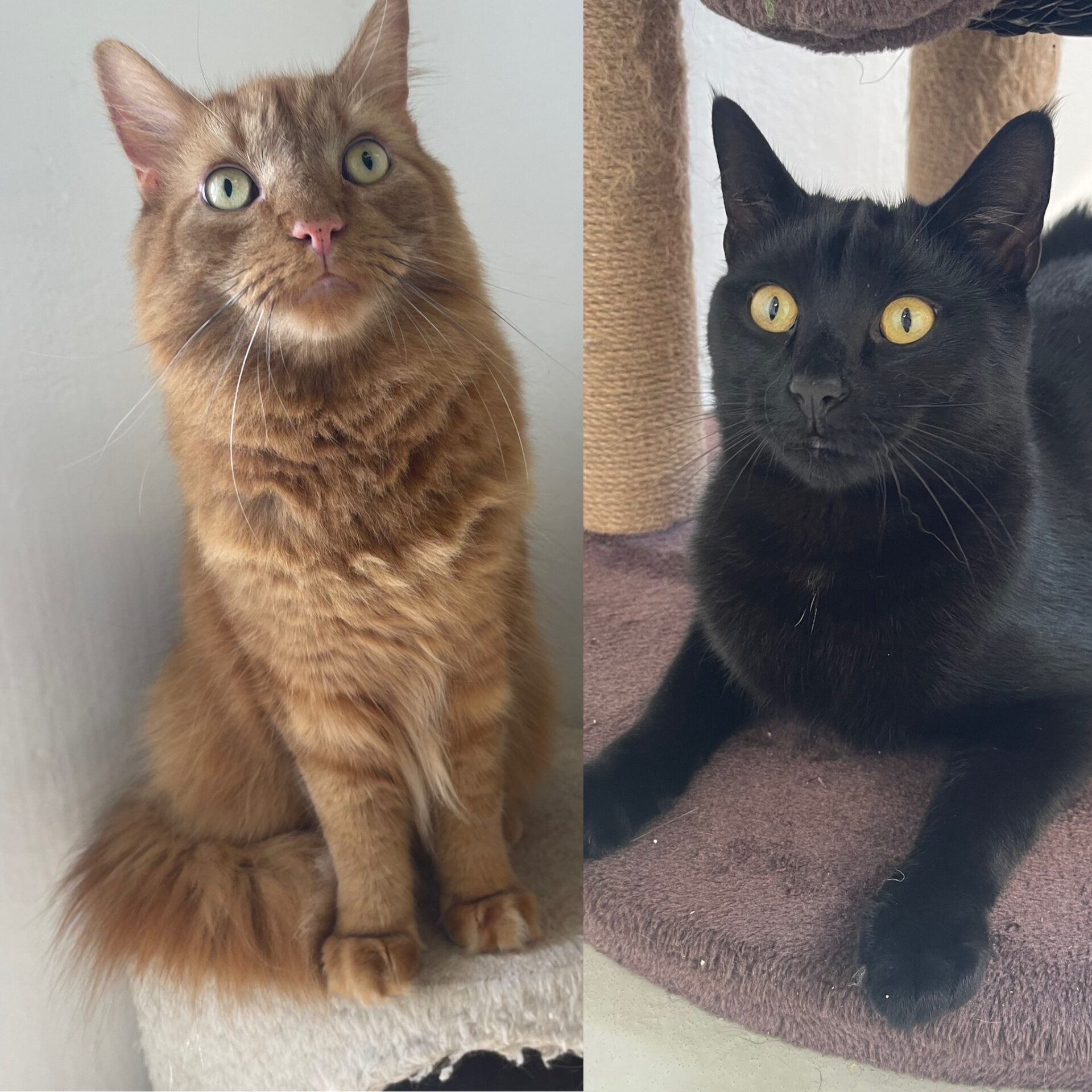 Hector & Percy Cat & Rabbit Rescue Center