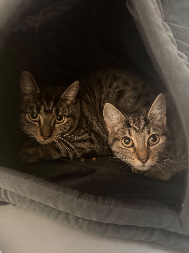 Nicholas - Cat & Rabbit Rescue Center