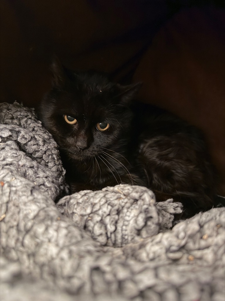 Nicholas - Cat & Rabbit Rescue Center