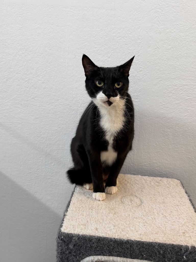 Nicholas - Cat & Rabbit Rescue Center